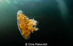 A Lions-Mane Jelly off the coast of New England by Chris Miskavitch 